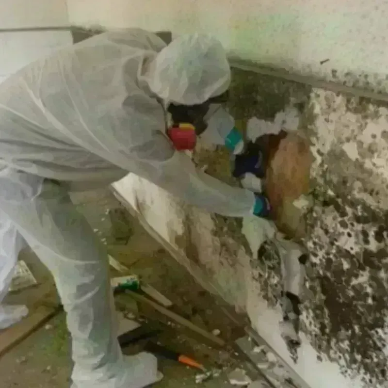 Mold Remediation and Removal in Kingston, OK